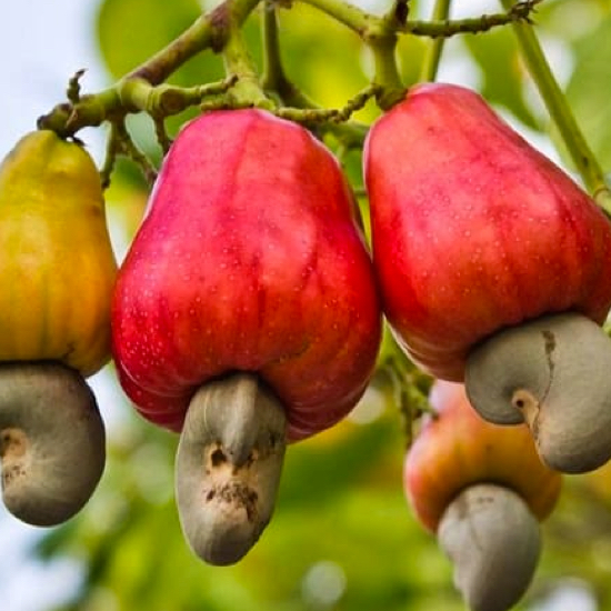 Cashews hanging from branch