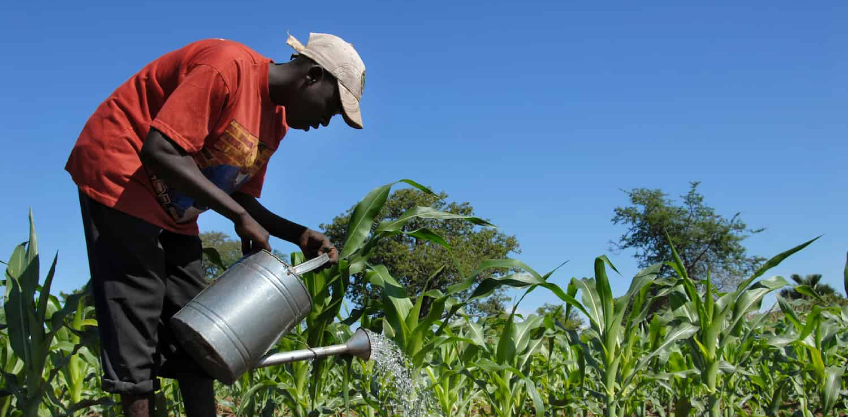 Man watering corn plants