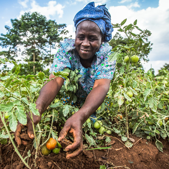 Woman harvesting crops